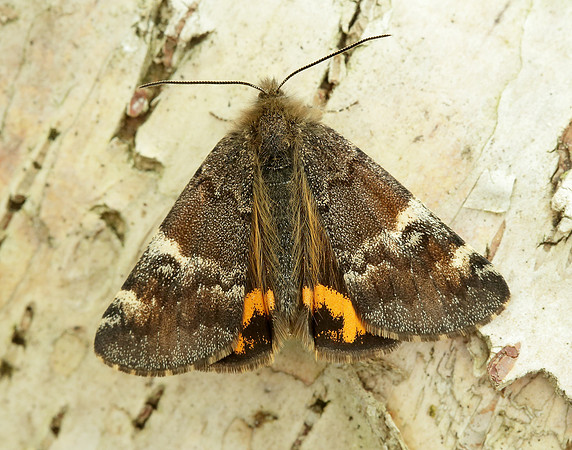 70.203 BF1661 Orange Underwing Archiearis parthenias