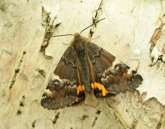 70.203 BF1661 Orange Underwing Archiearis parthenias