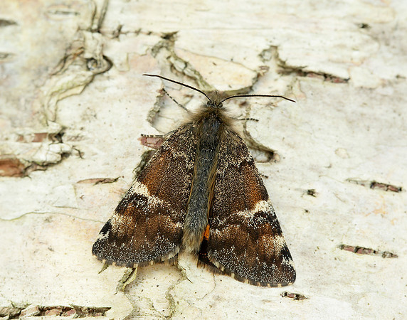 70.203 BF1661 Orange Underwing Archiearis parthenias