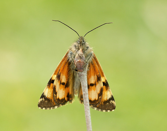 70.203 BF1661 Orange Underwing Archiearis parthenias