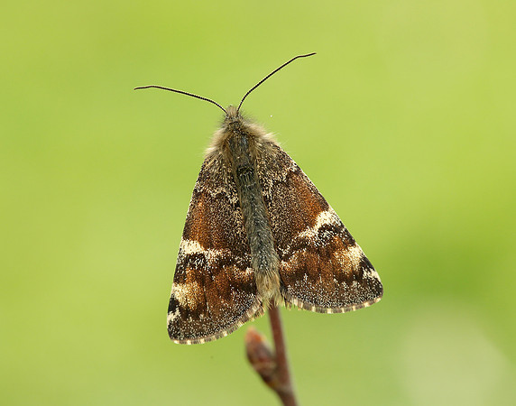 70.203 BF1661 Orange Underwing Archiearis parthenias