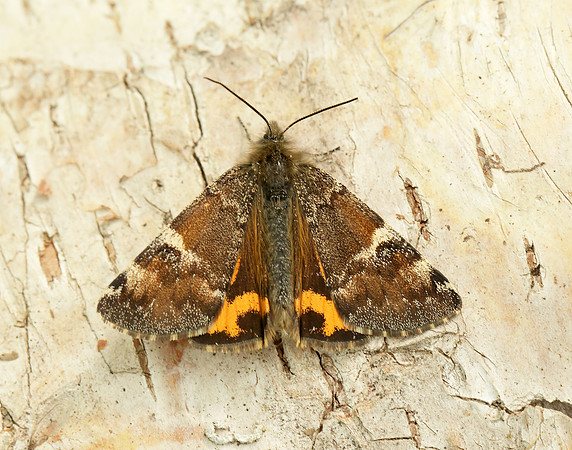 70.203 BF1661 Orange Underwing Archiearis parthenias