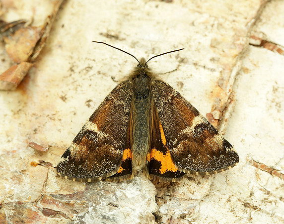 70.203 BF1661 Orange Underwing Archiearis parthenias