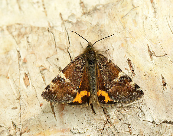 70.203 BF1661 Orange Underwing Archiearis parthenias