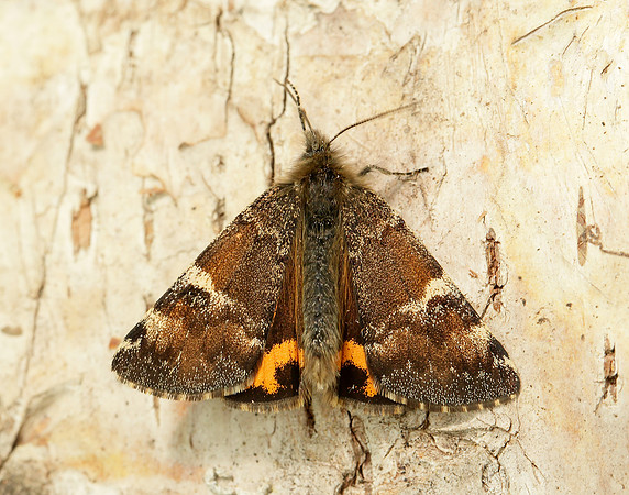 70.203 BF1661 Orange Underwing Archiearis parthenias