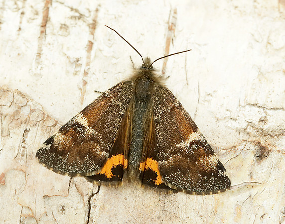 70.203 BF1661 Orange Underwing Archiearis parthenias
