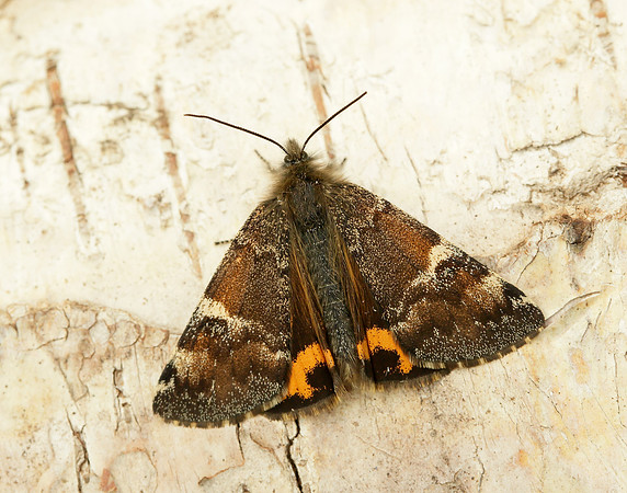 70.203 BF1661 Orange Underwing Archiearis parthenias