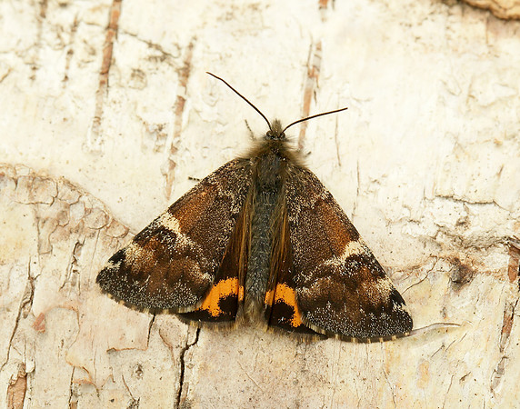 70.203 BF1661 Orange Underwing Archiearis parthenias
