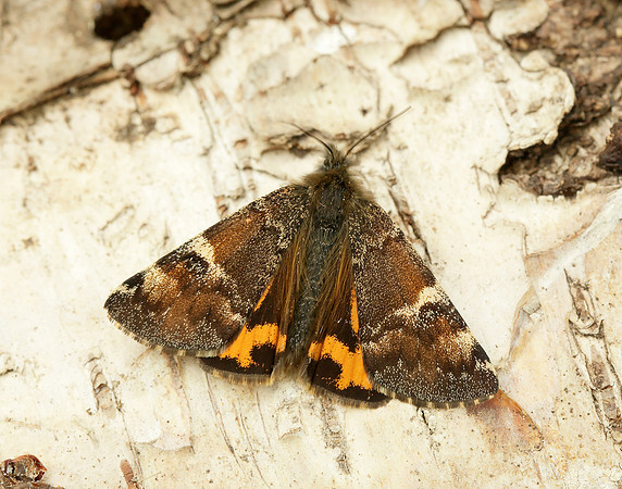 70.203 BF1661 Orange Underwing Archiearis parthenias