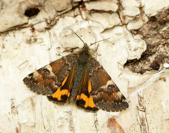 70.203 BF1661 Orange Underwing Archiearis parthenias