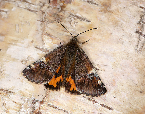 70.203 BF1661 Orange Underwing Archiearis parthenias
