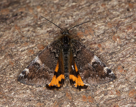 70.203 BF1661 Orange Underwing Archiearis parthenias