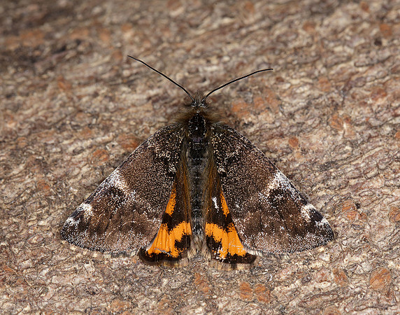 70.203 BF1661 Orange Underwing Archiearis parthenias