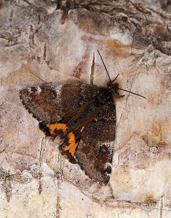 70.203 BF1661 Orange Underwing Archiearis parthenias