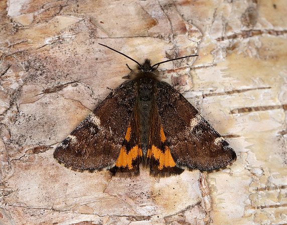 70.203 BF1661 Orange Underwing Archiearis parthenias