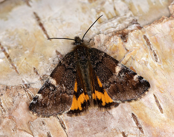 70.203 BF1661 Orange Underwing Archiearis parthenias