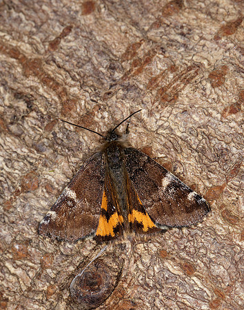 70.203 BF1661 Orange Underwing Archiearis parthenias