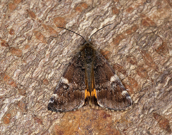 70.203 BF1661 Orange Underwing Archiearis parthenias
