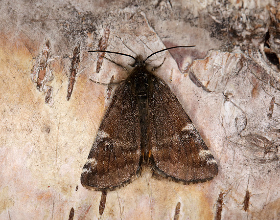 70.203 BF1661 Orange Underwing Archiearis parthenias