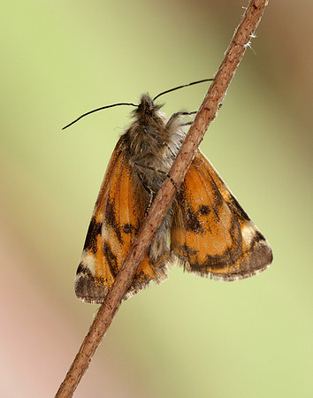 70.203 BF1661 Orange Underwing Archiearis parthenias