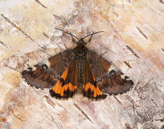 70.203 BF1661 Orange Underwing Archiearis parthenias