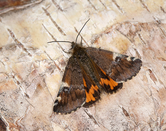 70.203 BF1661 Orange Underwing Archiearis parthenias