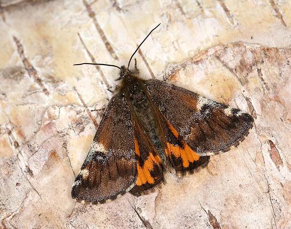 70.203 BF1661 Orange Underwing Archiearis parthenias