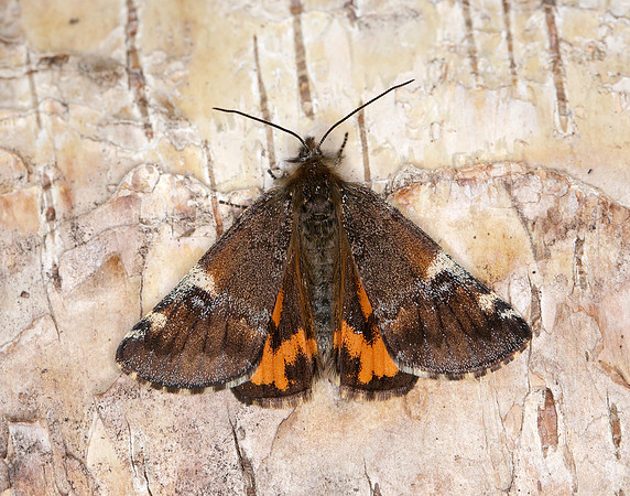 70.203 BF1661 Orange Underwing Archiearis parthenias