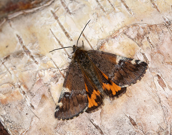 70.203 BF1661 Orange Underwing Archiearis parthenias