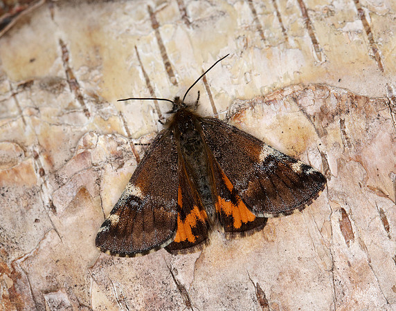70.203 BF1661 Orange Underwing Archiearis parthenias
