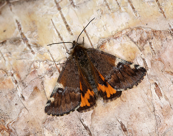 70.203 BF1661 Orange Underwing Archiearis parthenias