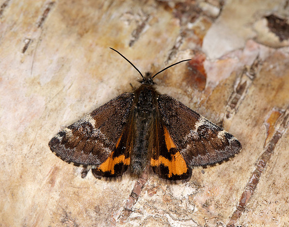 70.203 BF1661 Orange Underwing Archiearis parthenias