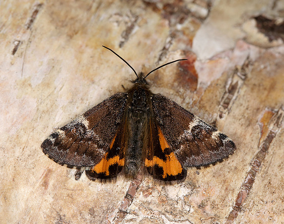 70.203 BF1661 Orange Underwing Archiearis parthenias