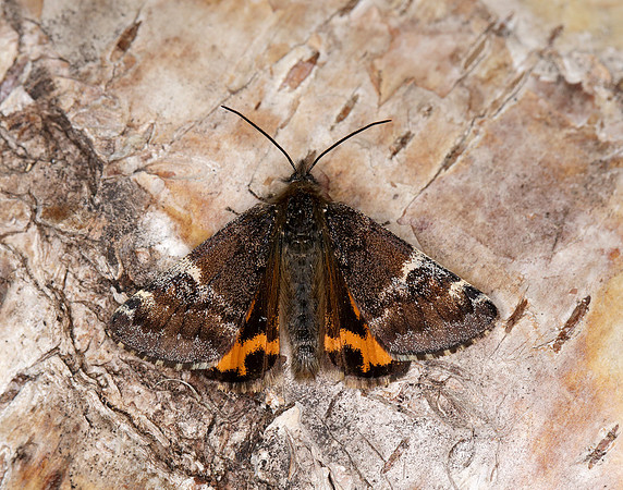 70.203 BF1661 Orange Underwing Archiearis parthenias