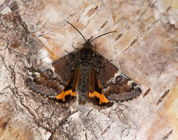 70.203 BF1661 Orange Underwing Archiearis parthenias