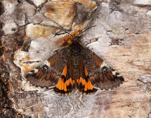 70.203 BF1661 Orange Underwing Archiearis parthenias