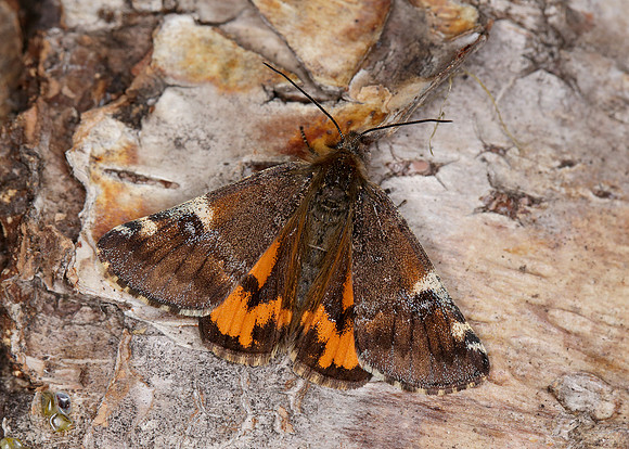 70.203 BF1661 Orange Underwing Archiearis parthenias
