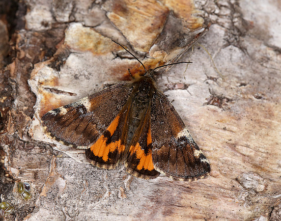 70.203 BF1661 Orange Underwing Archiearis parthenias