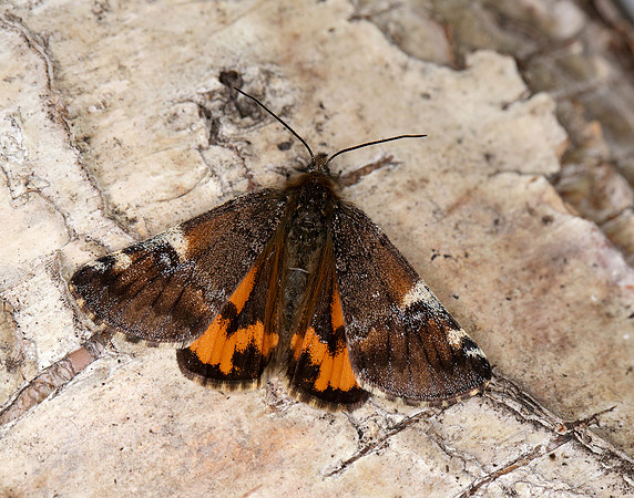 70.203 BF1661 Orange Underwing Archiearis parthenias