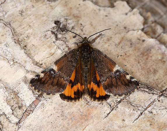 70.203 BF1661 Orange Underwing Archiearis parthenias