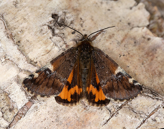70.203 BF1661 Orange Underwing Archiearis parthenias