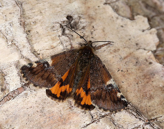 70.203 BF1661 Orange Underwing Archiearis parthenias