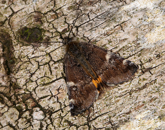 70.203 BF1661 Orange Underwing Archiearis parthenias