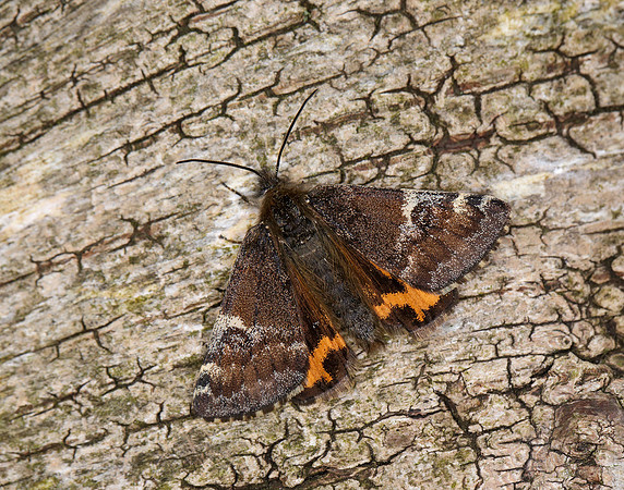 70.203 BF1661 Orange Underwing Archiearis parthenias