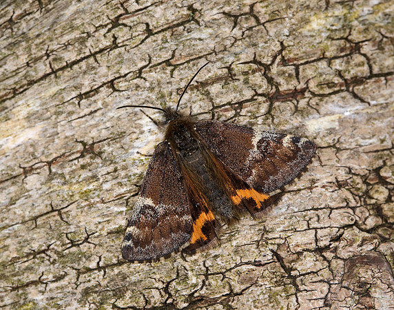 70.203 BF1661 Orange Underwing Archiearis parthenias