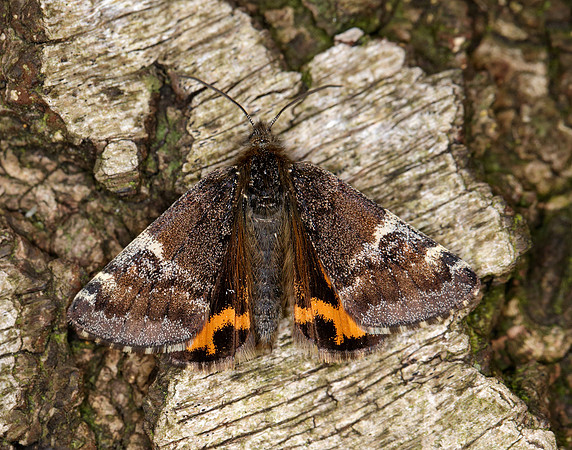 70.203 BF1661 Orange Underwing Archiearis parthenias