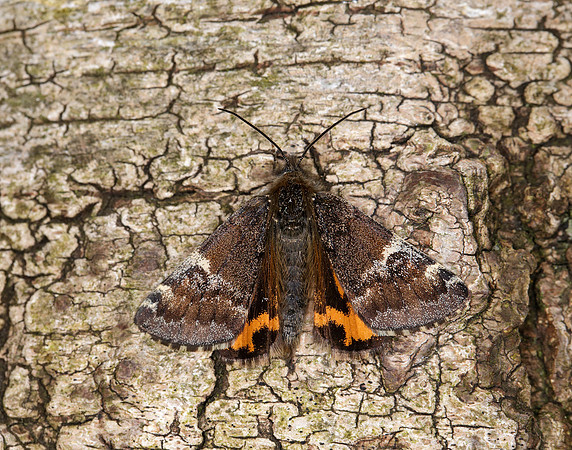 70.203 BF1661 Orange Underwing Archiearis parthenias