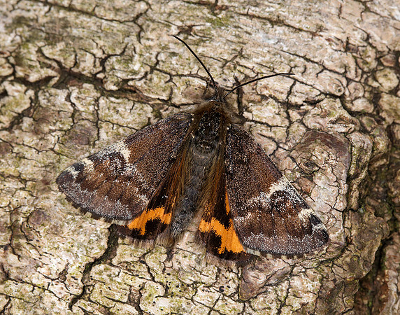 70.203 BF1661 Orange Underwing Archiearis parthenias