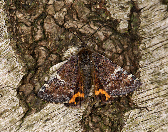 70.203 BF1661 Orange Underwing Archiearis parthenias