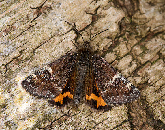 70.203 BF1661 Orange Underwing Archiearis parthenias